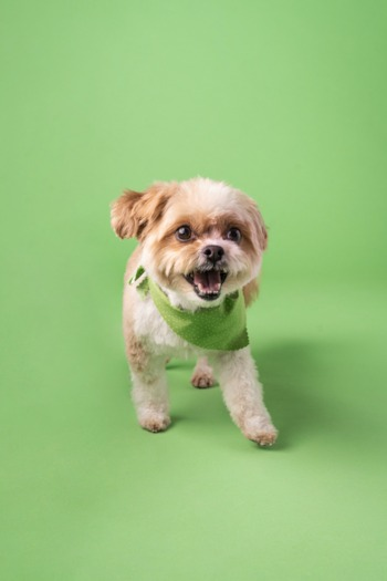 yorkie chon in a green background